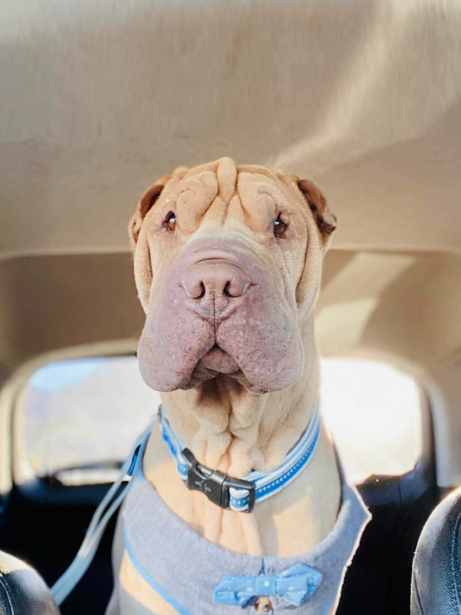 Meet Harrison: The Dog Who Reminded Us That Rescue Takes a Village 🐾