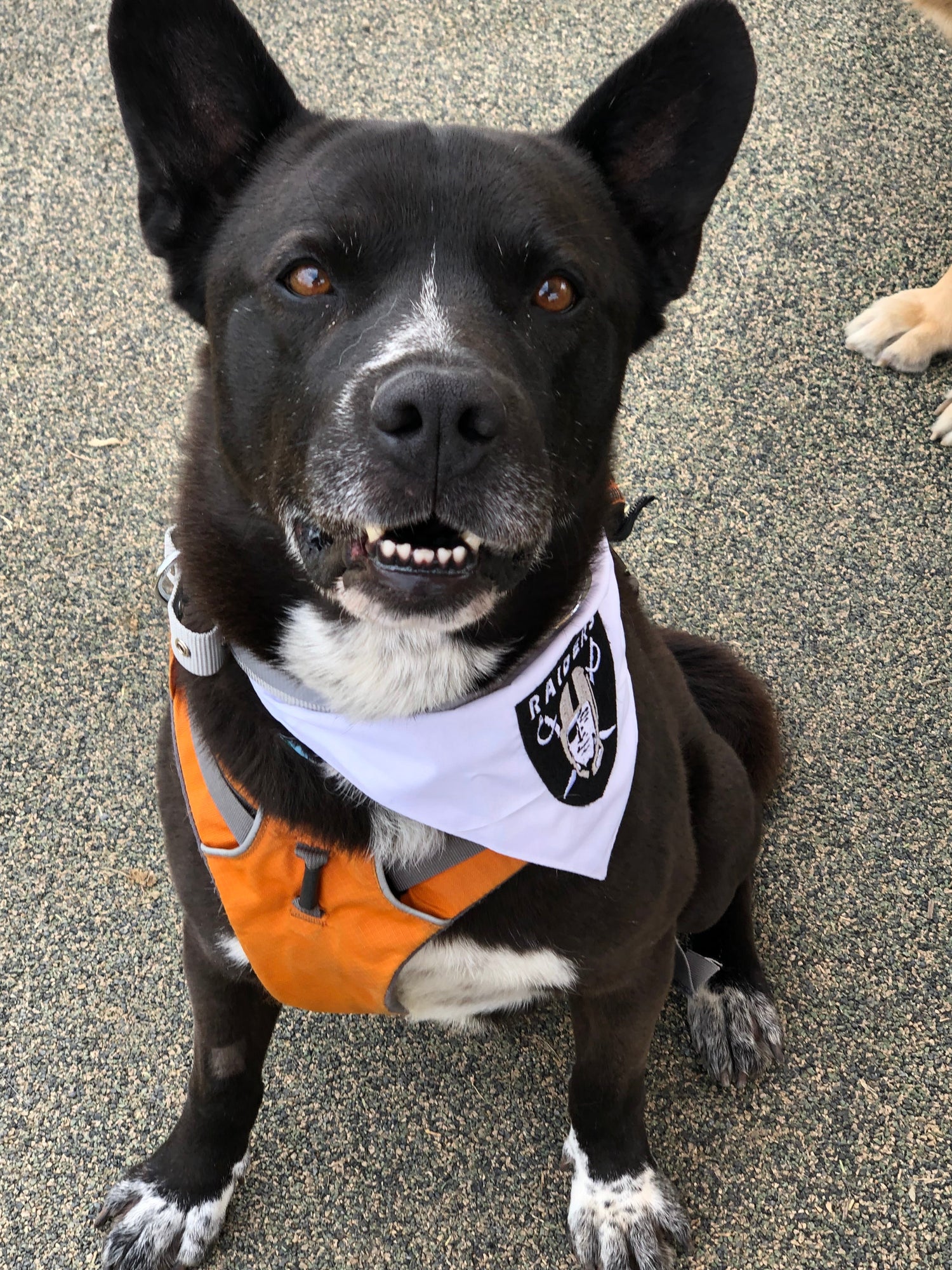 Raider, a black and white dog wearing a Raiders bandana and orange vest, sitting and smiling