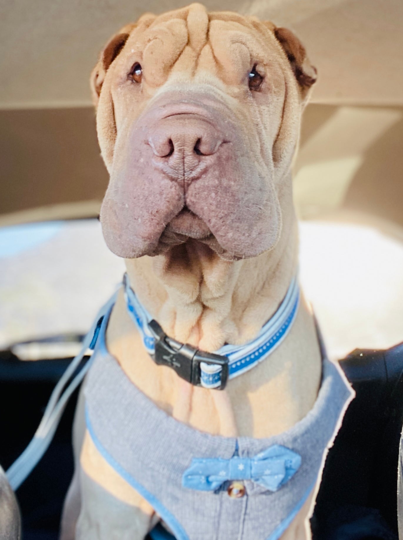 Meet Harrison: The Dog Who Reminded Us That Rescue Takes a Village 🐾