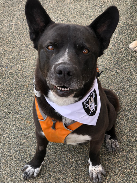 Meet Raider: The Dog Who Made Us Earn His Trust 🐾