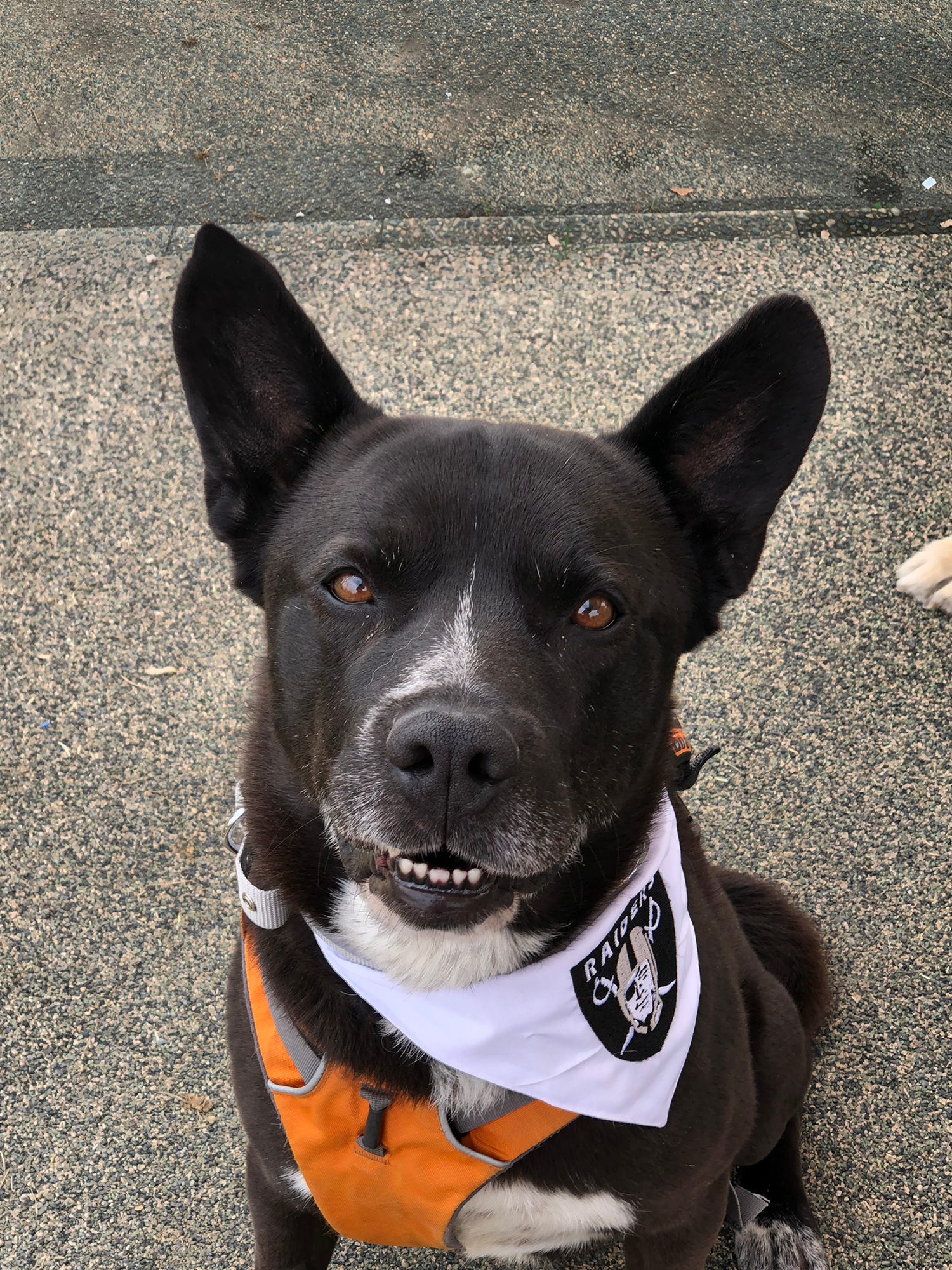 Meet Raider: The Dog Who Made Us Earn His Trust 🐾